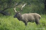 Jelen maral - Cervus elaphus sibiricus