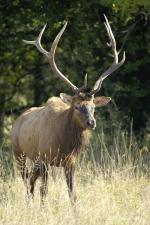 Jelen wapiti - Cervus elaphus canadensis